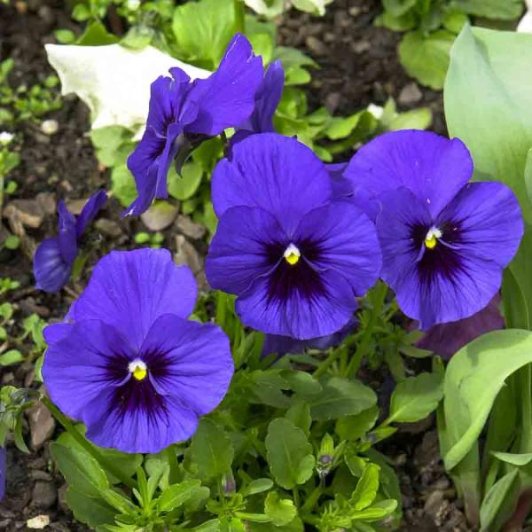 Fleurs - Pensée Géante Lac de Thoune - face recto